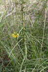 Narrow-leaf sunflower